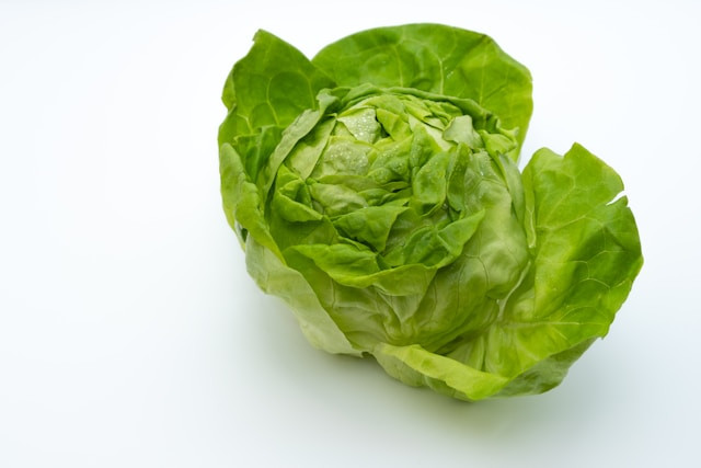 lettuce 1